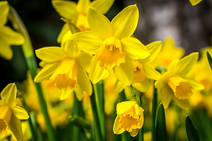 macro, yellow, spring, Narcissus, HD wallpaper