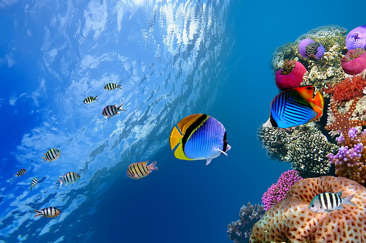 sekolah ikan biru dan putih, laut, samudera, ikan, bawah air, samudera, karang, dan air, Wallpaper HD