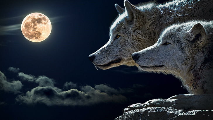 nature, lune, ciel, faune, loup, loup gris, atmosphère, clair de lune, animaux sauvages, nuit, pleine lune, loups, ténèbres, minuit, Fond d'écran HD