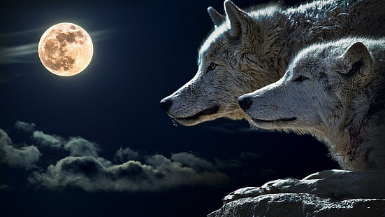 自然、月、空、野生動物、オオカミ、灰色オオカミ、雰囲気、月明かり、野生動物、夜、満月、オオカミ、暗闇、真夜中、 HDデスクトップの壁紙 HD wallpaper