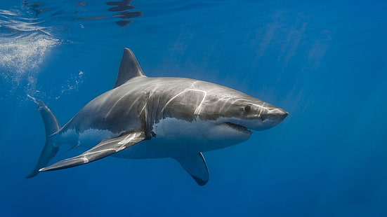 tiburón, pez, gran tiburón blanco, agua, marina, fauna, bajo el agua, Fondo de pantalla HD HD wallpaper