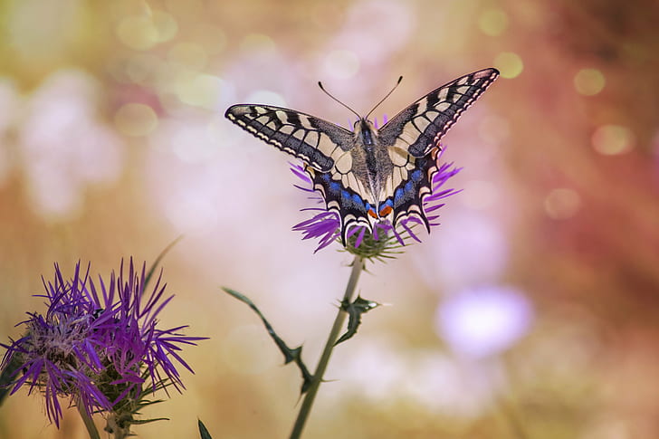 tilt lens photography of butterfly on flower, tilt, lens, photography, butterfly  flower, bokeh, nature, Rethymno, Crete, φύση, Κρήτη, insect, butterfly - Insect, summer, animal, animal Wing, beauty In Nature, HD wallpaper