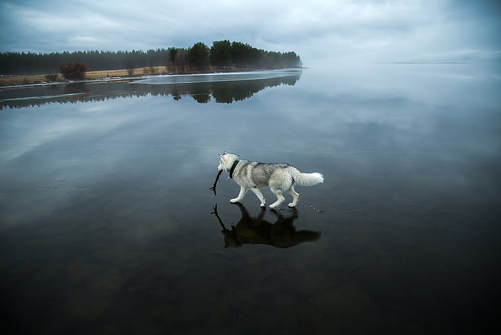 Bäume, Hund, Tiere, gefrorener See, Landschaft, See, Winter, Siberian Husky, Schnee, HD-Hintergrundbild