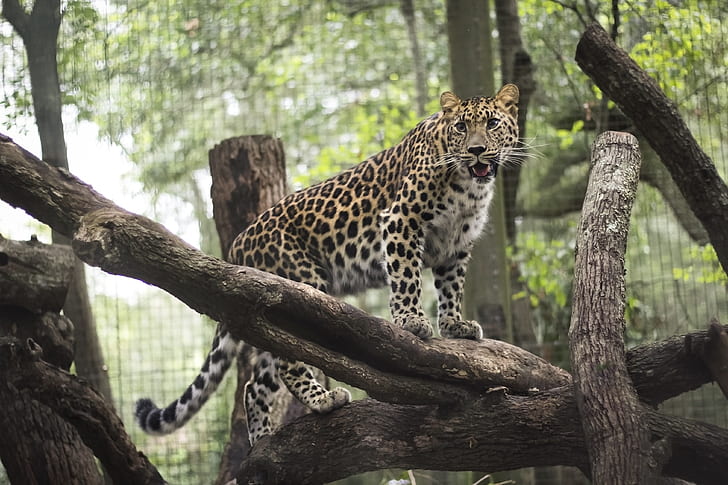 leopard, woods, big cats, predator, sharp teeth, Animal, HD wallpaper