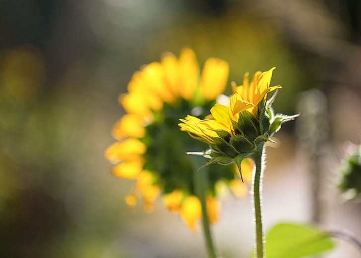 selektiv fokusering av gul solros, solrosor, solrosor, solrosor, selektiv fokusering, fotografi, gul, solros, blomma, blommig, bakgrundsbelysning, bakgrundsbelysning, bakgrundsbelysning, bokeh, höst, Denver Botanic Gardens, Colorado, natur, växt, sommar, nära- upp, utomhus, HD tapet