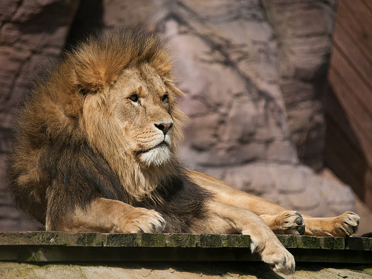 สิงโตตัวผู้นอนอยู่บนกระดานไม้สีน้ำตาลและสีเขียวสิงโตตัวผู้สีน้ำตาลคณะกรรมการสวนสัตว์ Colchester สัตว์การถูกจองจำครอบครัวแมวสัตว์เลี้ยงลูกด้วยนมกลางแจ้งสวนสัตว์สัตว์ป่าสิงโต - แมวสัตว์ป่าแอฟริกาสัตว์ซาฟารีสัตว์กินเนื้อแมวที่ไม่ได้ฆ่า , สัตว์ในป่า, แมว, ธรรมชาติ, แผงคอ, วอลล์เปเปอร์ HD