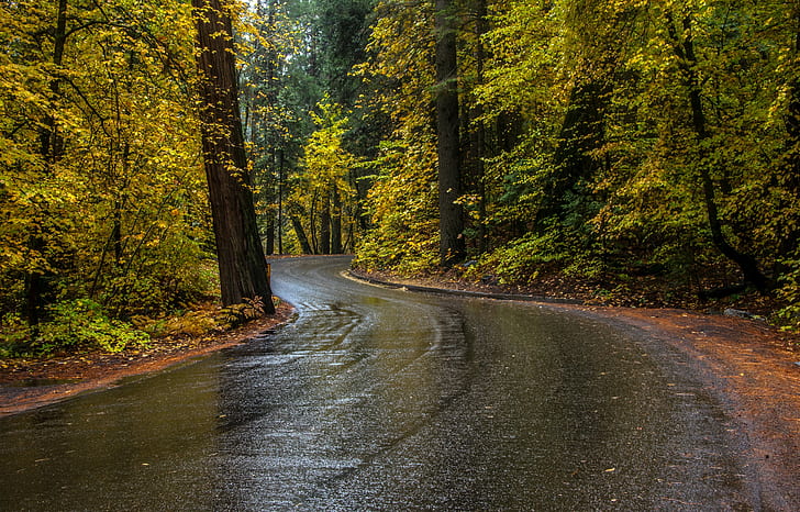 jalan, jalan basah, jalan, hutan, jatuh, alam, dedaunan, aspal, kuning, Wallpaper HD