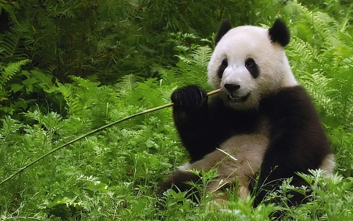 bamboo, bears, panda, plants, HD wallpaper