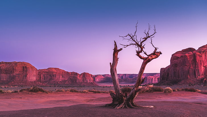 nature, landscape, mountains, sky, Oljato-Monument Valley, USA, dead trees, desert, rock, shrubs, red, pink, clear sky, HD wallpaper