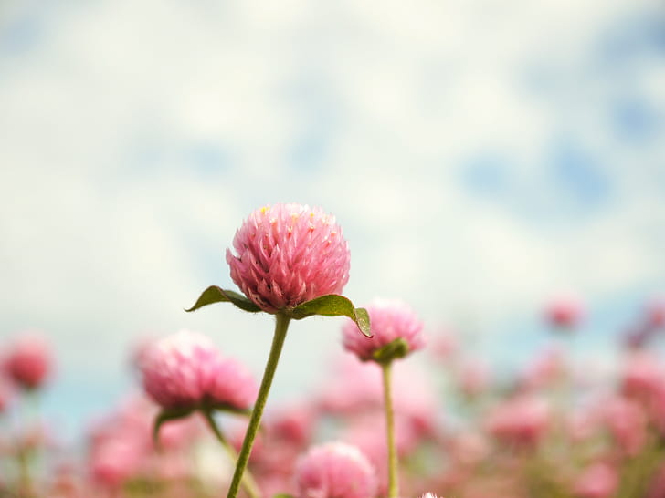 bidikan makro bunga merah muda, alam, bunga, tanaman, musim panas, warna pink, di luar ruangan, close-up, kepala bunga, keindahan di alam, Wallpaper HD