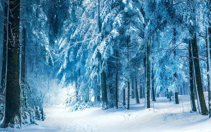 fotografi, träd, vinter, skog, snö, natur, HD tapet
