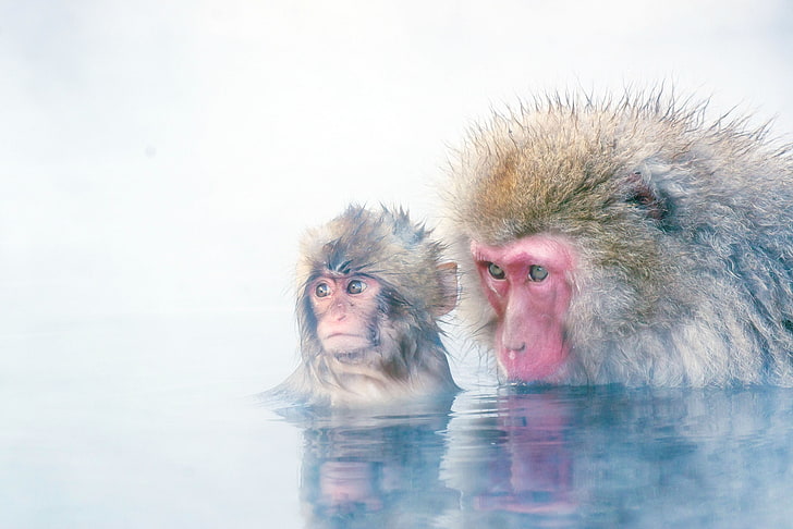latar belakang, monyet, anak, kera Jepang, salju, Wallpaper HD