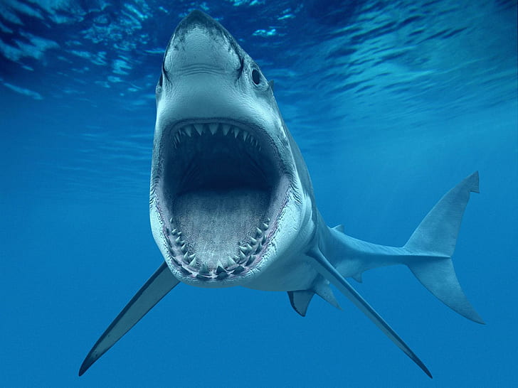 サメ魚グレートホワイト歯水中青い海Cg写真背景、魚、背景、青、魚、素晴らしい、海、写真、サメ、水中、白歯、 HDデスクトップの壁紙