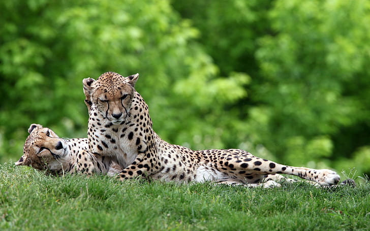 Gepard w trawie, Gepard, Trawa, Tapety HD