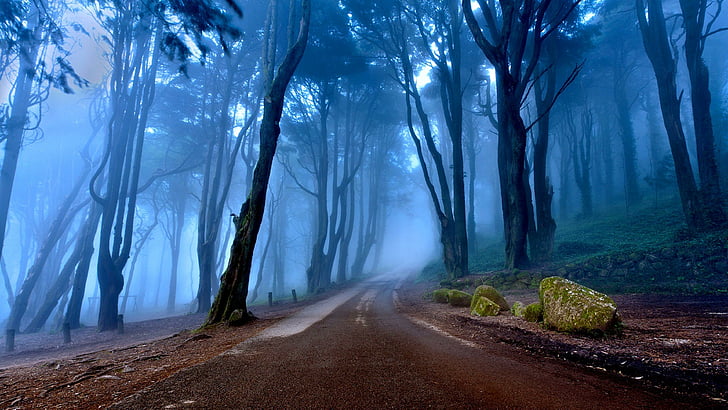 route, brumeux, forêt, crépuscule, arbres, pierres, Fond d'écran HD