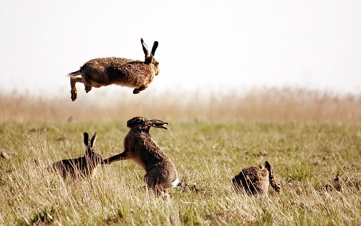 four brown hares, hares, jump, grass, field, HD wallpaper