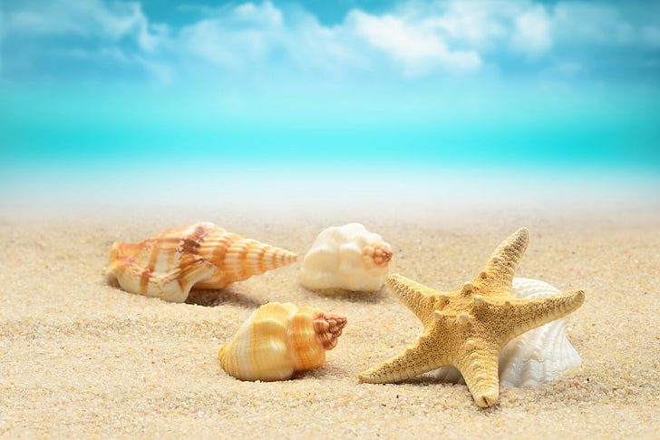 assorted-color shells and starfish, sand, sea, wave, beach, shore, shell, summer, blue, starfish, seashells, HD wallpaper