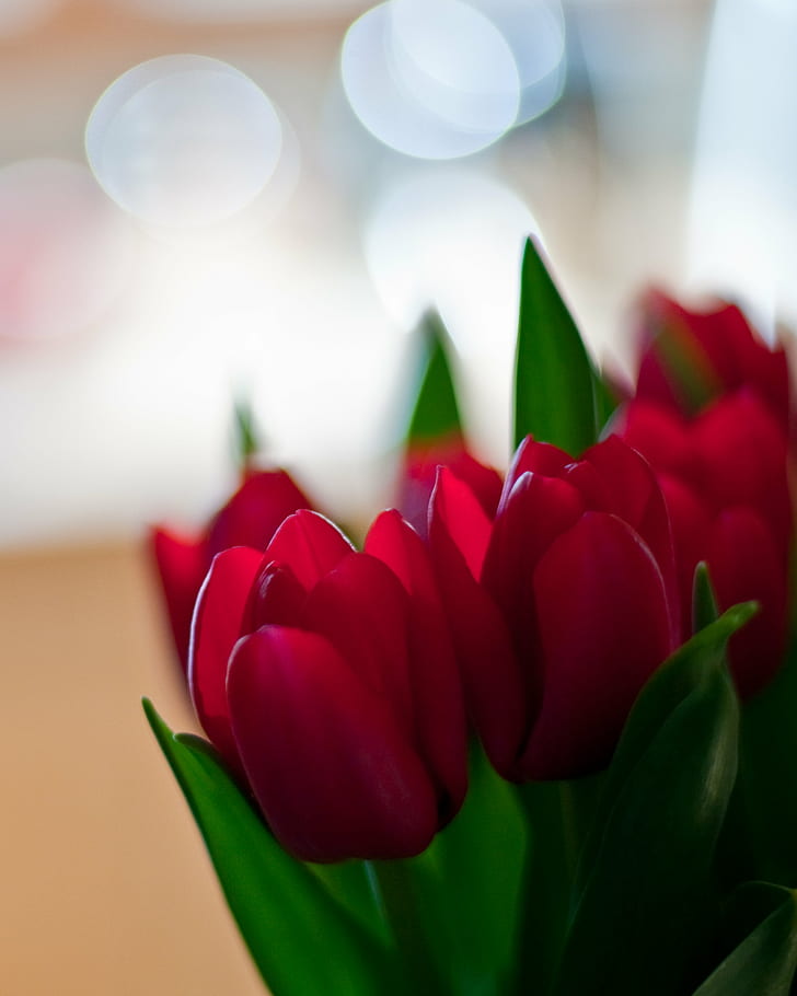 красный тюльпан цветы, тюльпаны, тюльпаны, тюльпаны, красный, тюльпан, растения, красивый, красота, боке, цветок, хоупвелл, мерсер, изящный, весна, март, f / 1.4, NIKON D300, светлая комната, blackmagic, природа, лепесток, растение, украшение, букет, HD обои, телефон обои