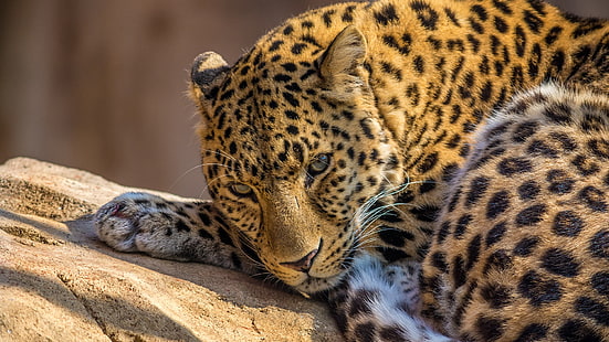 leopardo negro y marrón, animales, leopardo, leopardo (animal), Fondo de pantalla HD HD wallpaper