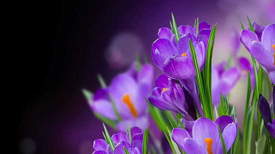 purple, flower, plant, flowers, garden, flora, floral, spring, bloom, blossom, color, botany, summer, close, petals, orchid, botanical, violet, natural, colorful, light, blooming, petal, field, HD wallpaper HD wallpaper