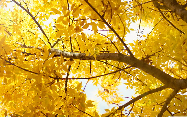 Yellow Autumn Tree, yellow maple tree, yellow, limbs, nature, tree, leaves, autumn, nature and landscapes, HD wallpaper