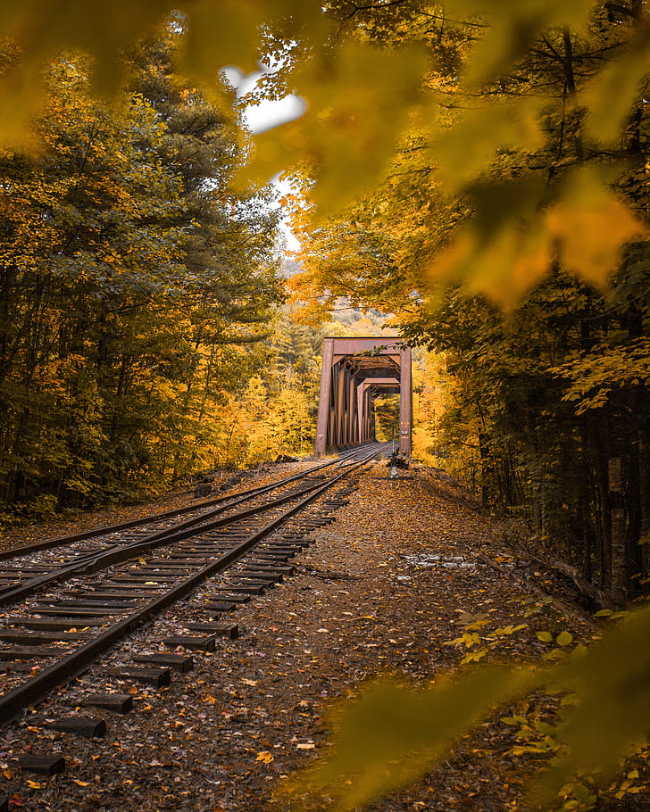 railway, autumn, foliage, trees, HD wallpaper