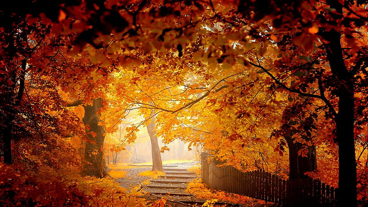 منظر الخريف الذهبي الطبيعة ، شجرة القيقب البرتقالية ، الخريف ، المناظر الطبيعية ، الذهبية ، الطبيعة، خلفية HD