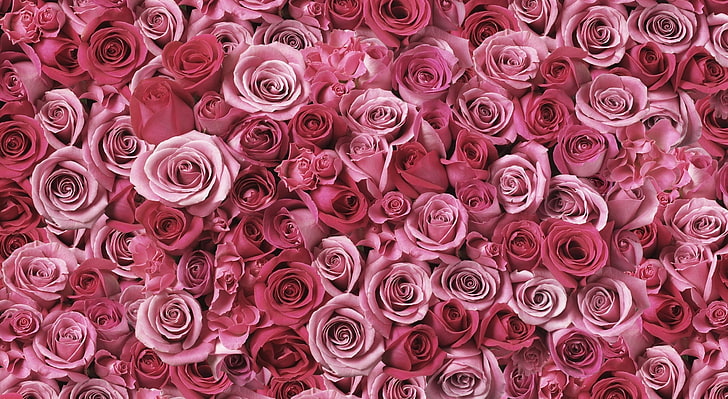 Spirals Of Love, pink roses, Nature, Flowers, Love, Spirals, HD wallpaper