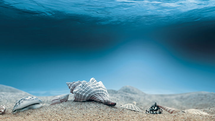 art, digital, ocean, sand, sea, shells, underwater, water, HD wallpaper