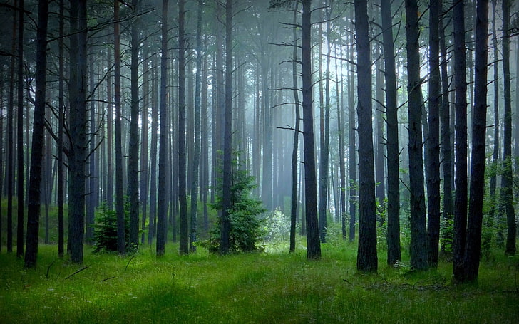зелени дървета, природа, пейзаж, мъгла, гора, трева, дървета, пролет, зелено, HD тапет