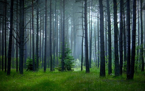 зеленые деревья, природа, пейзаж, туман, лес, трава, деревья, весна, зеленые, HD обои HD wallpaper