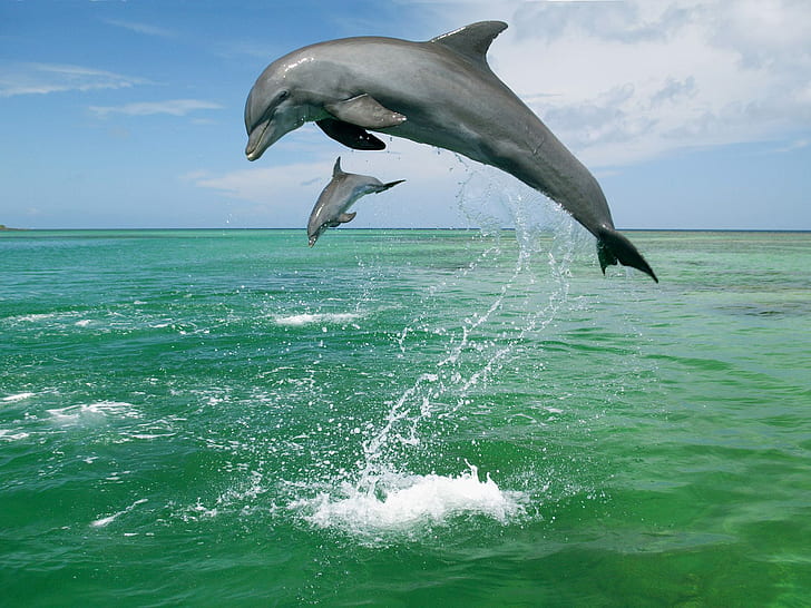 Dolphin Dolphins Ocean Jump HD, djur, hav, hopp, delfin, delfiner, HD tapet