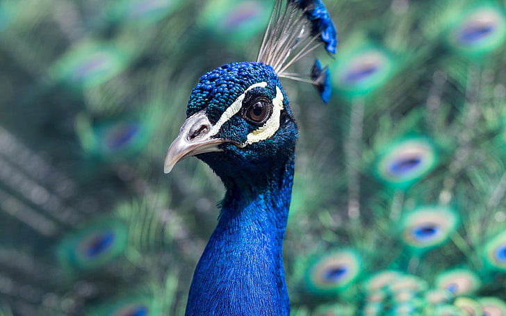 Peacock, animal, bird, nature, blue, HD wallpaper | Wallpaperbetter