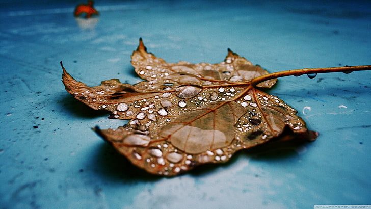 кленовый лист, природа, листья, капли воды, HD обои