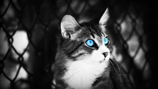 blue eyes, cat, kitten, whiskers, black and white, face, eye, monochrome photography, fauna, snapshot, photography, close up, HD wallpaper HD wallpaper