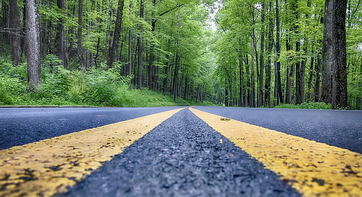 road, asphalt, trees, HD wallpaper