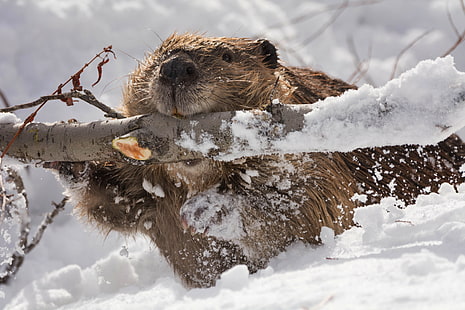 brown beaver, beaver, branch, gnawing, snow, HD wallpaper HD wallpaper