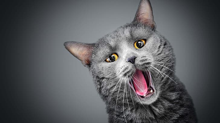 cats, yawning, animals, pet, gray background, HD wallpaper