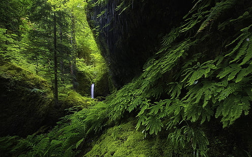 водопад, окруженный валунами и зелеными деревьями, пейзаж, природа, водопад, лес, папоротники, мох, зелень, деревья, холмы, Орегон, HD обои HD wallpaper