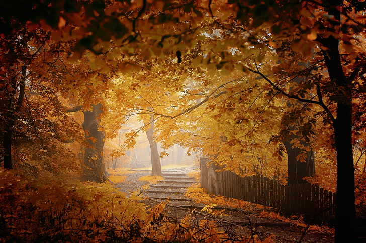 yellow-leafed trees, fall, mist, fence, walkway, leaves, trees, yellow, orange, nature, landscape, HD wallpaper
