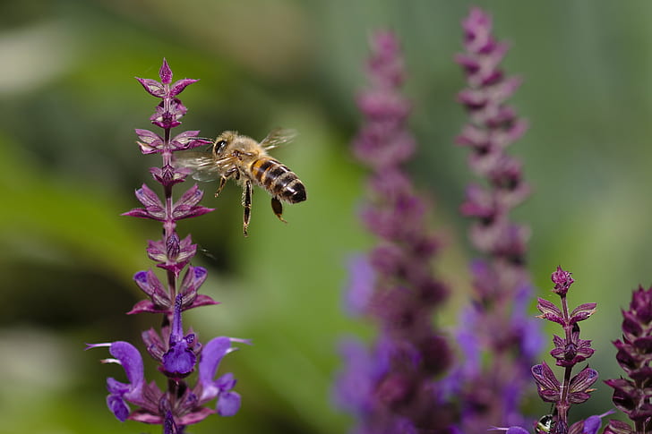 fotografía de primer plano de abeja cerca de flores de pétalos de color púrpura, fotografía de primer plano, púrpura, flores, Apis mellifera, abeja melífera occidental, abeja melífera europea, abeille, domestique, macro, insecto, abeja, naturaleza, polinización, flor, miel, polen, verano, primer plano, miel de abeja, Fondo de pantalla HD