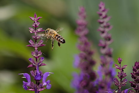 närbildsfotografering av bi nära lila kronbladiga blommor, närbildsfotografering, lila, blommor, Apis mellifera, västra honungsbi, europeisk honungsbi, abeille, domestique, makro, insekt, bi, natur, pollinering, blomma, honung, pollen , sommar, närbild, älskling Bee, HD tapet HD wallpaper