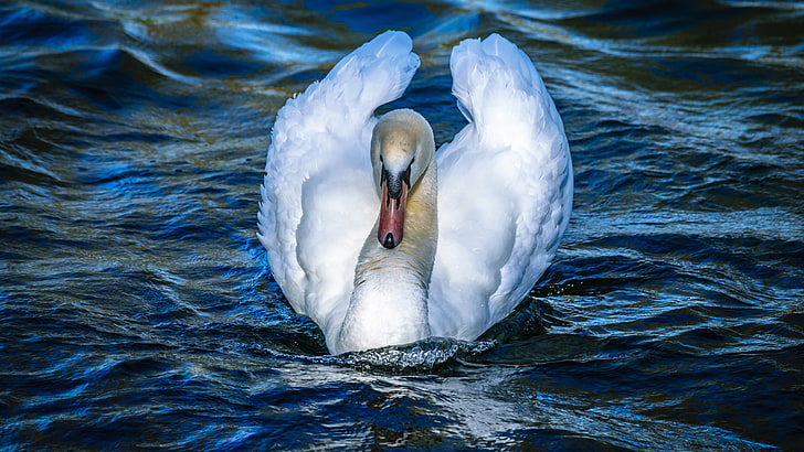 wave, white, water, river, bird, wings, beak, Swan, beautiful, pond, blue, blue background, floats, tail, full face, HD wallpaper