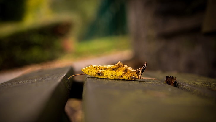 focus photo of yellow dry leaf, leaves, fallen leaves, HD wallpaper