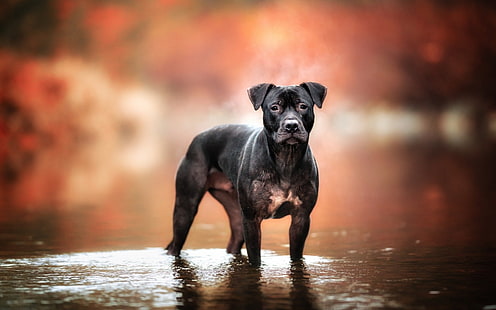Anjing, Bull Terrier, Hewan, Anjing, Staffordshire Bull Terrier, Wallpaper HD HD wallpaper