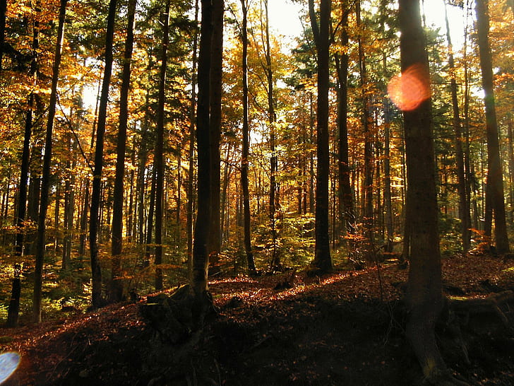 Fall In The Forest, jatuh, daun, kesendirian, penuh warna, 3d dan abstrak, Wallpaper HD
