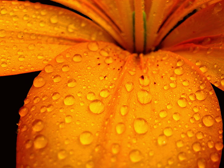 Macro Lens Photography of water droplets on orange flower petal, Macro Lens, Photography, water droplets, orange flower, flower petal, red  orange, green, nature, flora, water  drop, drops, droplet, droplets, earth, planet, night, yellow, white, urban, snap, purple, professional, powershot, plant, pink, photos, photograph, photo, magenta, macro, lily, light, leaf, insect, hot, high, help, fun, flor, flickr, fave, estrellas, emotions, dark, creative, cool, contrast, cold, cause, canon  camera, bw, bug, art, action, drop, dew, close-up, wet, freshness, flower, HD wallpaper
