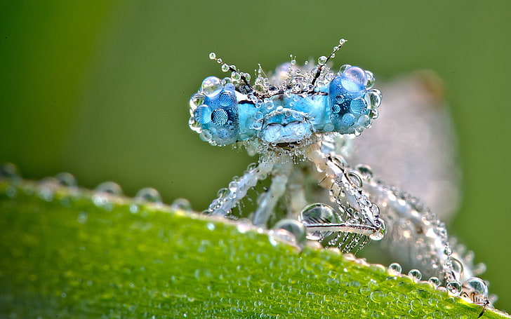 Dragonfly And Dew Drops, blue damselfly, Animals, Insects, animal, dew, drop, HD wallpaper