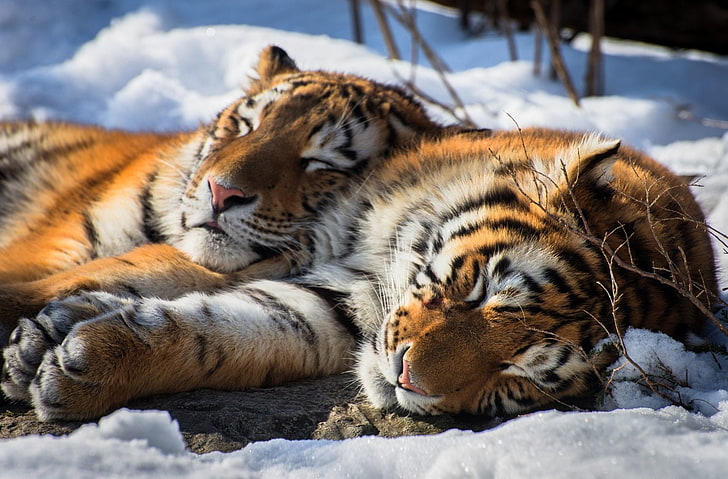 Кошки, Тигр, Животные, Сибирский тигр, Спящая, Дикая природа, HD обои