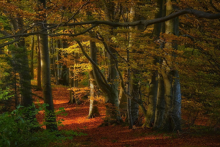bordo, natureza, paisagem, floresta, outono, caminho, folhas, luz solar, árvores, HD papel de parede